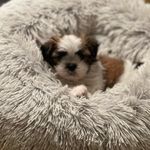 Roland Gregory Shih - @rolandwithhishomies - Instagram