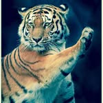 Tiger Tema - @roland.tema - Instagram