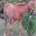 Rolando Comas - Facebook
