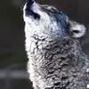 El lobo 504 - @rolando.guzman.tr - TikTok