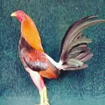 Rolando Polanco - @rolando.polanco.393 - Instagram