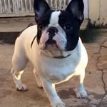 Rolf Dahl - @svorsk58 - Instagram