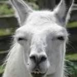 Rolf Engels - @angelswolf - Instagram
