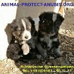 Rolf Kaiser - @animalprotectanubis - Instagram