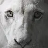 Rolf_kaiser - @rodolfonitschke - TikTok