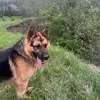 gsd - @rolf.off_ - TikTok
