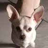 Roman Badillo - @roman.badillo0 - TikTok