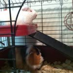 Roman & Bentley - @guineadelrey - Instagram