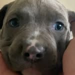 Roman & Bentley - @romanxlbullyboy - Instagram