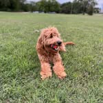 Roman Bentley Harvey - @romanbentley_romanaround - Instagram