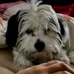 Roman Cookie Bubu ♥️♥️♥️ - @roman_cookie_bubu_ - Instagram
