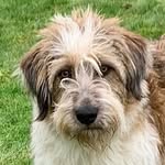 Karen Cholerton - @duffy_the_romanian_rescue_dog - Instagram