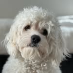 Josi, Roman Duncan #59 & #1💙🐶💛🐶 - @roman_josi_cockapoopuppy - Instagram