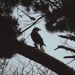 Roman Elliott - @metaphoricallykillingbirds - Instagram