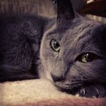 Roman - @roman_gray_333 - Instagram