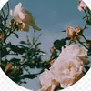 Roman holiday - @romanholidayss - TikTok