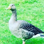 roman rana - @roman_hooda_123 - Instagram