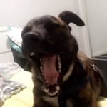 Romankirk - @romanthekelpxstaffy - Instagram