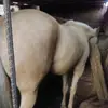 lechugaromansoto785 - @lechugaromansoto785 - TikTok