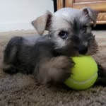 Roman Maxwell - @max.is.a.good.dog - Instagram