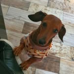 Román Muñiz - @wendy.dachshund - Instagram