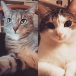 Roman&Pina crazy cat life - @romanpinacrazycat - Instagram