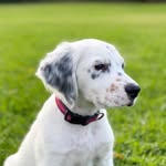 Roman Reed - @roman.the.setter - Instagram