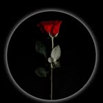 Milad Qasemi - @roman_reidns_ - Instagram