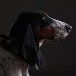 Roman Richardson - @roman.thebernesehound - Instagram