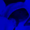 Roman Savage - @romansavageusa - TikTok