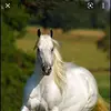 Roman Serrano - @roman.serrano37 - TikTok