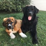 Stanley & Roman - @stanleyandroman - Instagram