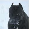strongmister - @roman_strong - TikTok