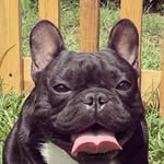 Romeo Castillo - @romeo_the_frenchie_dog - Instagram