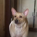Romeo Castillo III - @rowrowrowmeyo - Instagram
