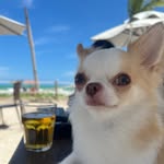 Romeo 🐶 - @romeo_chiuaua - Instagram