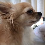 @romeo_chiua - Instagram