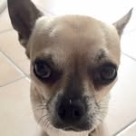 Romeo-land - @romeo_chiuhahua - Instagram