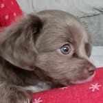 Romeo Freeman-Sang💙 - @princepuppyromes - Instagram