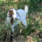 Romeo Lilagan - @romeo.lilagan - Instagram
