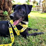 Romeo 🐕‍🦺. - @romeo_miranda_oficial - Instagram