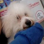 Romeo Miranda - @romeomiranda123 - Instagram