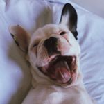 Romeo Torres - @romeo__bulldog - Instagram