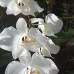 Romel Bote - Facebook