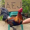 Rommel Esteron - @rommel.esteron - TikTok