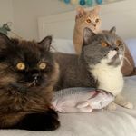 Ron Amy Merida - @ron_amy_merida - Instagram
