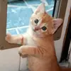 RonAndersen83 - @ronandersen83 - TikTok