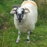 Ron Appeldoorn - @ronappeldoorn - Instagram