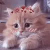 Ron Berman - @ron.berman - TikTok
