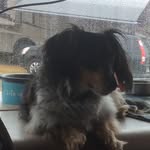 Ron In A Van - @ronblevins - Instagram